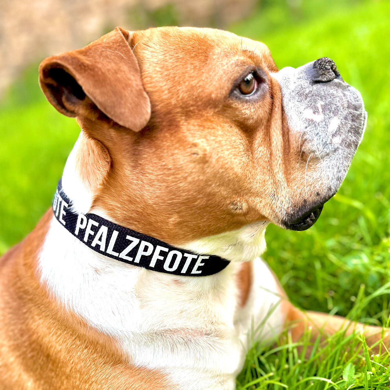 PfalzPfote Hundezubehör